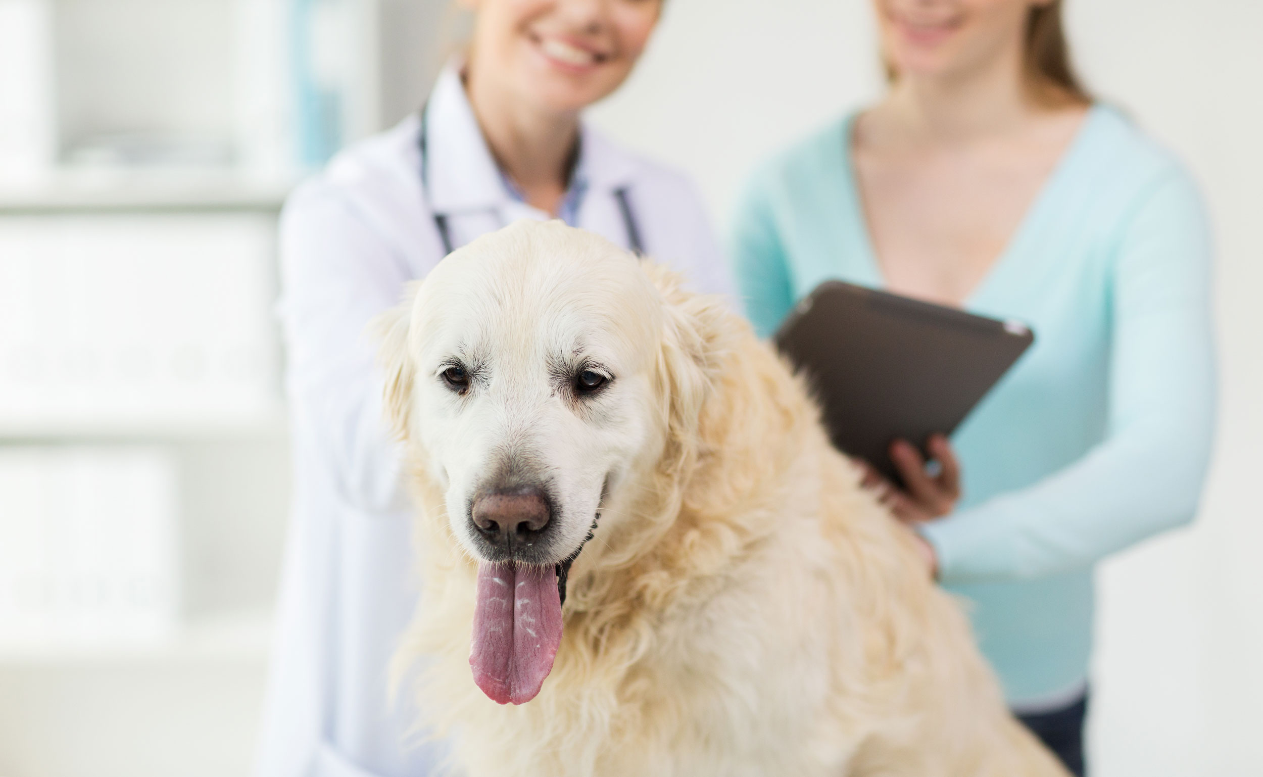 Medicina-Veterinaria
